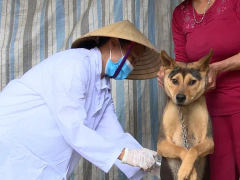 Thanh Hóa tăng cường phòng, chống dịch bệnh trên đàn vật nuôi