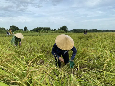 Tranh thủ tạnh mưa, nông dân xứ Thanh xuống đồng thu hoạch lúa