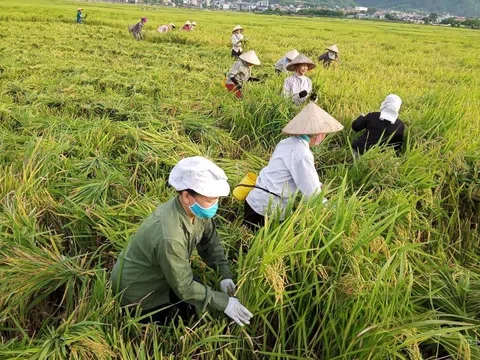 Tương lai xanh cho ngành nông nghiệp Thanh Hóa từ mô hình sản xuất lúa hữu cơ