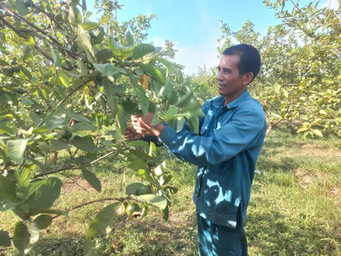 Nâng chất cây ăn quả bằng khoa học kỹ thuật