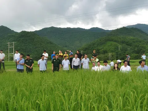 Hành trình vượt khó của bản vùng cao qua các sản vật truyền thống