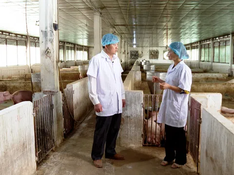 Ninh Bình: Nỗ lực khôi phục chăn nuôi, đón nhu cầu thị trường cuối năm