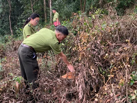 Xác minh làm rõ tình trạng cây bị chặt hạ tại rừng đặc dụng Khu di tích Đền Bà Triệu