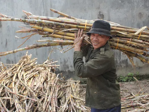 Mật mía xứ Thanh, nơi hương vị Tết xưa vẫn còn lưu giữ