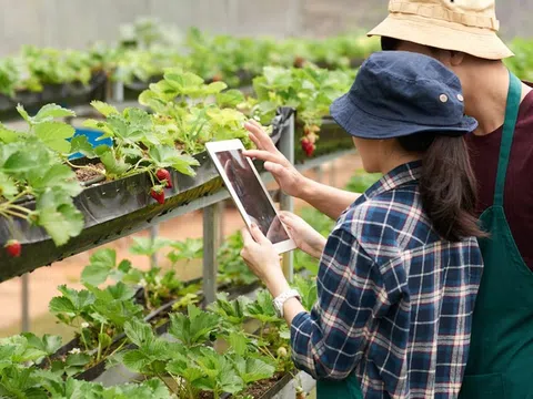 Những khó khăn và nỗ lực trong phát triển nông nghiệp công nghệ cao tại Thanh Hóa