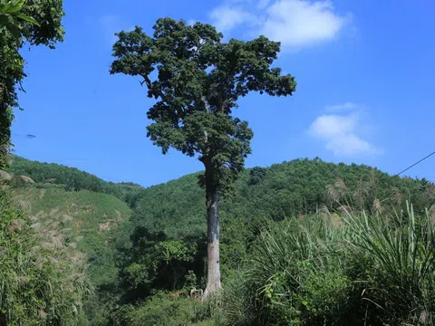 Cây lim xanh cổ thụ báu vật giữa đại ngàn Bến En