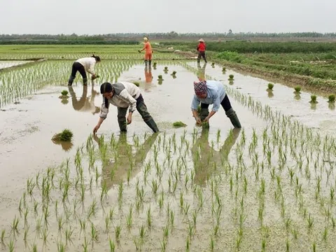 Nông dân Thanh Hóa khẩn trương xuống đồng sau Tết, quyết tâm cho một vụ mùa bội thu