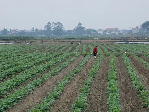 Liên kết sản xuất khoai tây, hướng đi bền vững cho nông dân  ở Hoằng Hóa