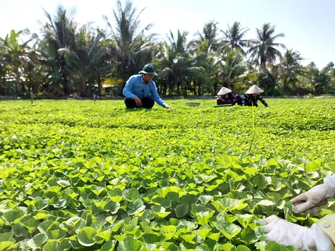 Rau má Yên Thắng: Hành trình từ 'rau dại' đến nông sản OCOP 3 sao