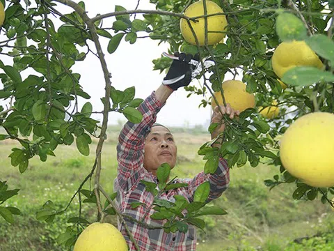 Nông nghiệp hữu cơ - Giải pháp nâng tầm nông sản Thanh Hóa