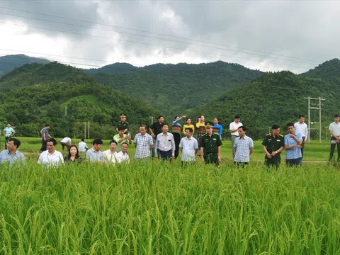 Tam nông và bước chuyển mình ở bản vùng cao Thanh Hóa