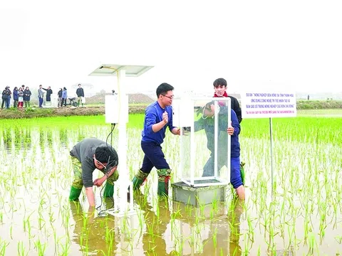 Canh tác lúa bền vững hướng tới giảm phát thải, tăng giá trị