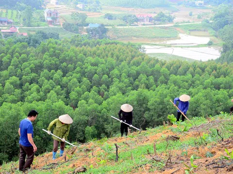 Trồng keo đầu xuân: Áo mới cho núi đồi, lộc biếc mang ấm no