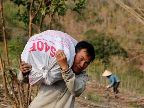 Cây sắn nơi vùng cao xứ Thanh chưa thoát vòng luẩn quẩn 'được mùa – mất giá'