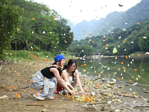 Vũ điệu bướm trắng giữa rừng Cúc Phương