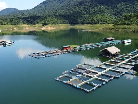 Nuôi cá lồng trên hồ thủy điện tạo sinh kế bền vững tại các huyện miền núi