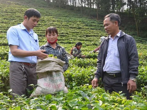 HTX Nông nghiệp: Sức mạnh tập thể, vươn tới nông nghiệp bền vững