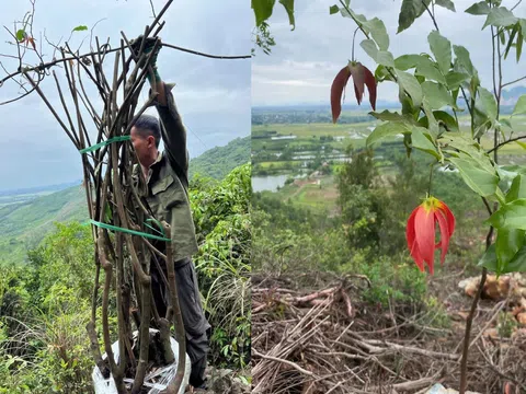 Hương rừng và mơ ước níu giữ sắc đỏ Ngàn Nưa