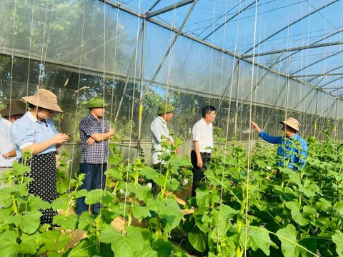 Phát triển nông nghiệp hữu cơ ở Thanh Hóa - Bài 1: Mở lối đi mới cho nông nghiệp sạch