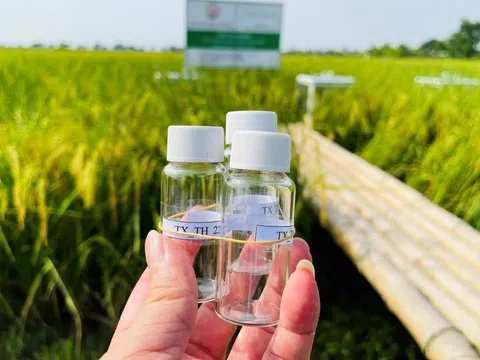 Trồng lúa giảm phát thải, cơ hội cho nông dân Thanh Hóa thu ngoại tệ từ tín chỉ carbon