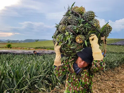 Giá dứa tăng cao, nông dân phấn khởi, doanh nghiệp loay hoay