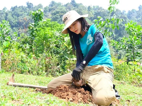 Thanh Hóa: Phát triển kinh tế bền vững từ rừng xanh