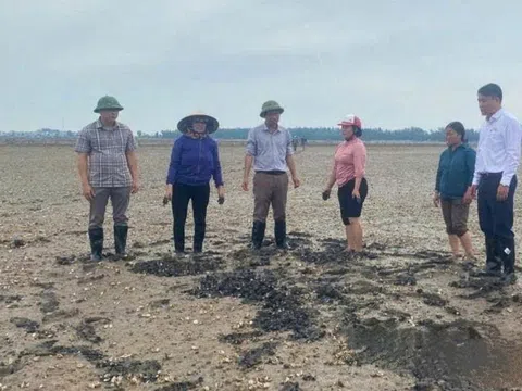 Thanh Hóa: Xác định nguyên nhân ngao chết hàng loạt ở phường Ngọc Sơn