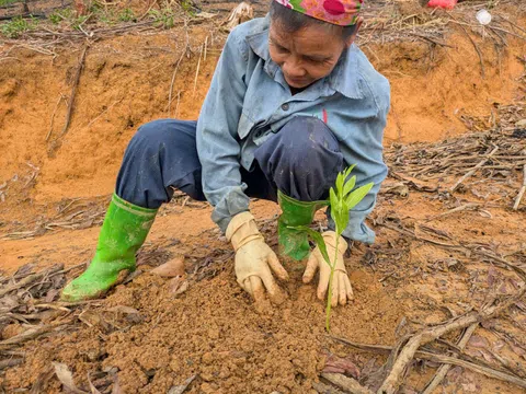 Nông dân vùng núi xứ Thanh gieo mầm xanh trên những đồi trọc sau mưa