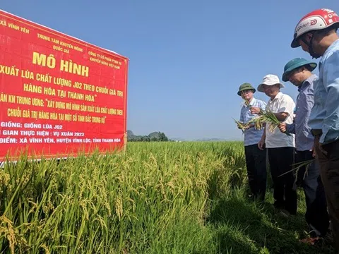 Nông nghiệp Thanh Hóa – Bứt phá từ những cây trồng quen thuộc