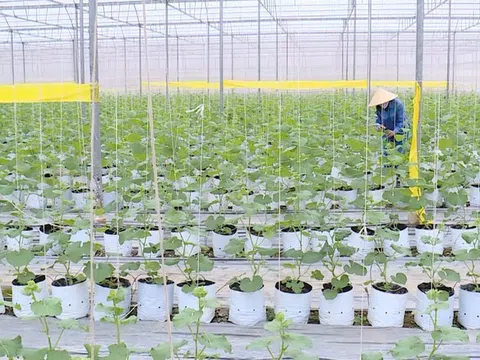 Nông sản Thanh Hóa chinh phục thị trường ngoại nhờ nông nghiệp xanh, công nghệ cao