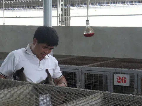 Anh nông dân kiếm tiền tỷ mỗi năm từ mô hình nuôi cày hương