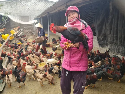 Liên kết chăn nuôi gia cầm: Hướng đi tất yếu cho nông nghiệp Thanh Hóa