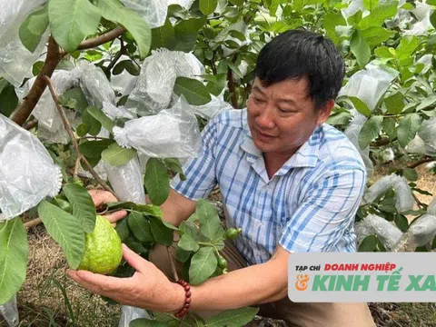 Nông dân xứ Thanh làm giàu từ cây đặc sản