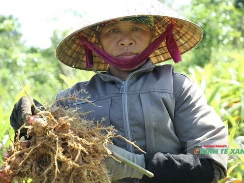 Riềng lên giá, người dân Xuân Du đón mùa bội thu