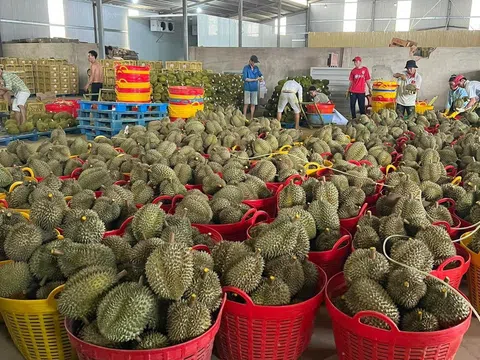 Nông dân Lâm Đồng phấn khởi vì sầu riêng được mùa được giá