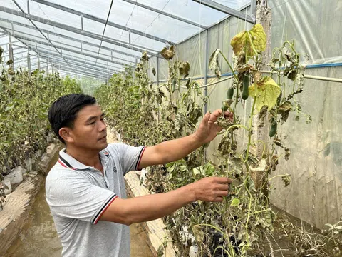Mưa lũ gây nhiều thiệt hại về hoa màu tại Huế và Đà Nẵng