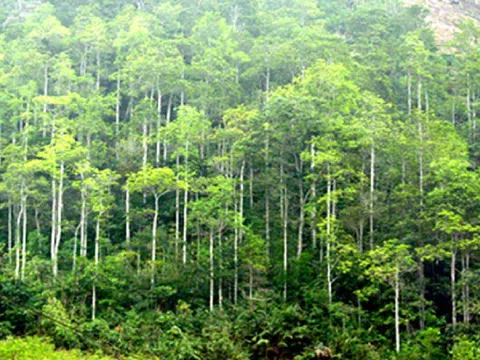 Quảng Nam: Chuyển đổi 80ha rừng sản xuất để làm khu công nghiệp Tam Anh - An An Hòa
