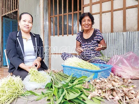 Kiên Giang: Người dân trồng riềng bán ngó riềng non nâng cao thu nhập