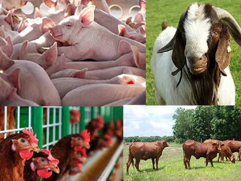 Nhiều chính sách khuyến khích, thu hút doanh nghiệp đầu tư vào chăn nuôi