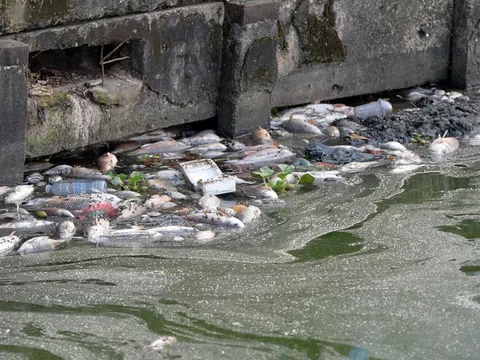Hà Nội: Yêu cầu khắc phục tình trạng cá chết hàng loạt tại hồ Tây