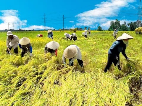 Giải pháp nào để phát triển bền vững cây lúa vùng Đồng bằng sông Cửu Long?