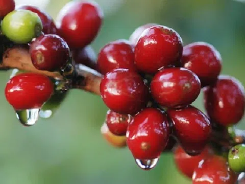 Tiêu dùng xanh ngày 30/11: Giá cà phê trong nước và thế giới đều tăng