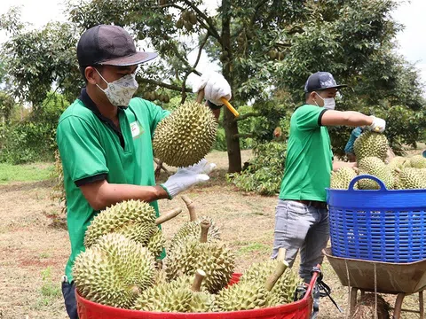 Sầu riêng xuất khẩu nhận "cảnh báo khẩn"