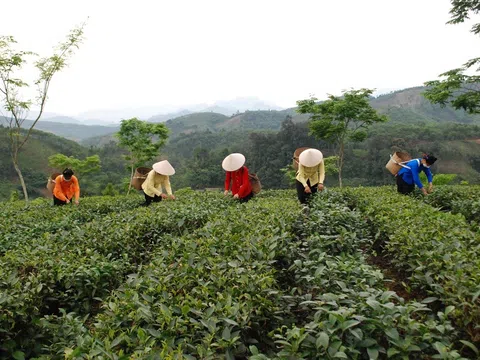 Lào Cai: Tập trung phát triển nông nghiệp theo hướng sinh thái