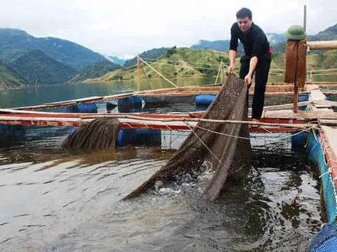 Mô hình nuôi cá lồng bè giúp người dân vùng cao thu hàng trăm triệu đồng mỗi năm