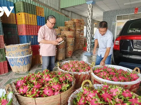 Doanh nghiệp nông sản “loay hoay” khi Trung Quốc mở cửa khẩu