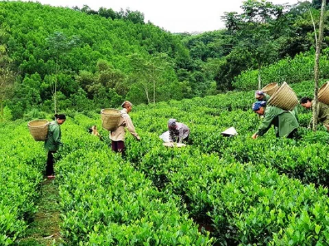 Chủ động thích ứng với biến đổi khí hậu trong sản xuất nông, lâm nghiệp