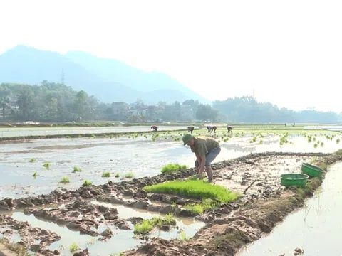 Tuyên Quang: Khẩn trương gieo cấy, cung ứng vật tư phân bón kịp thời cho sản xuất vụ lúa Xuân 2023