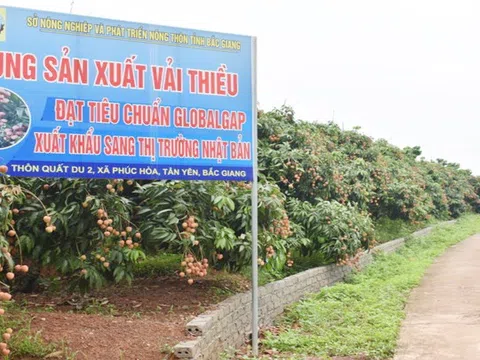 Bắc Giang: Chú trọng quản lý mã số vùng trồng và cơ sở đóng gói nông sản phục vụ xuất khẩu