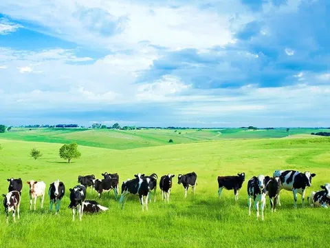 Những nguyên tắc trong chăn nuôi hữu cơ